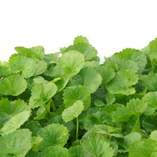 Extractul de Centella Asiatica